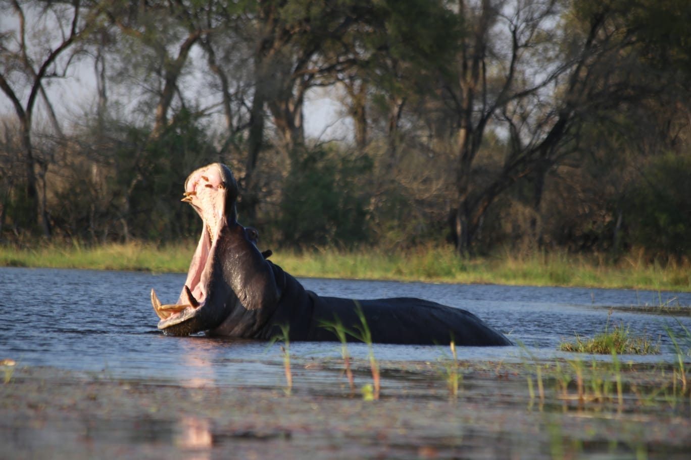 Hippo in Botswana wetlands