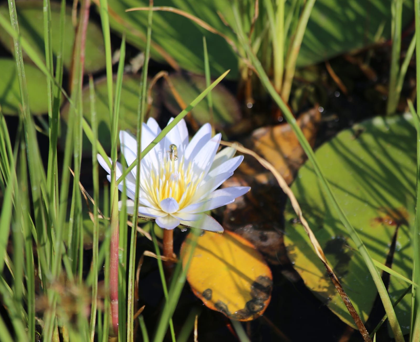 Water lily in Botswana wetlands